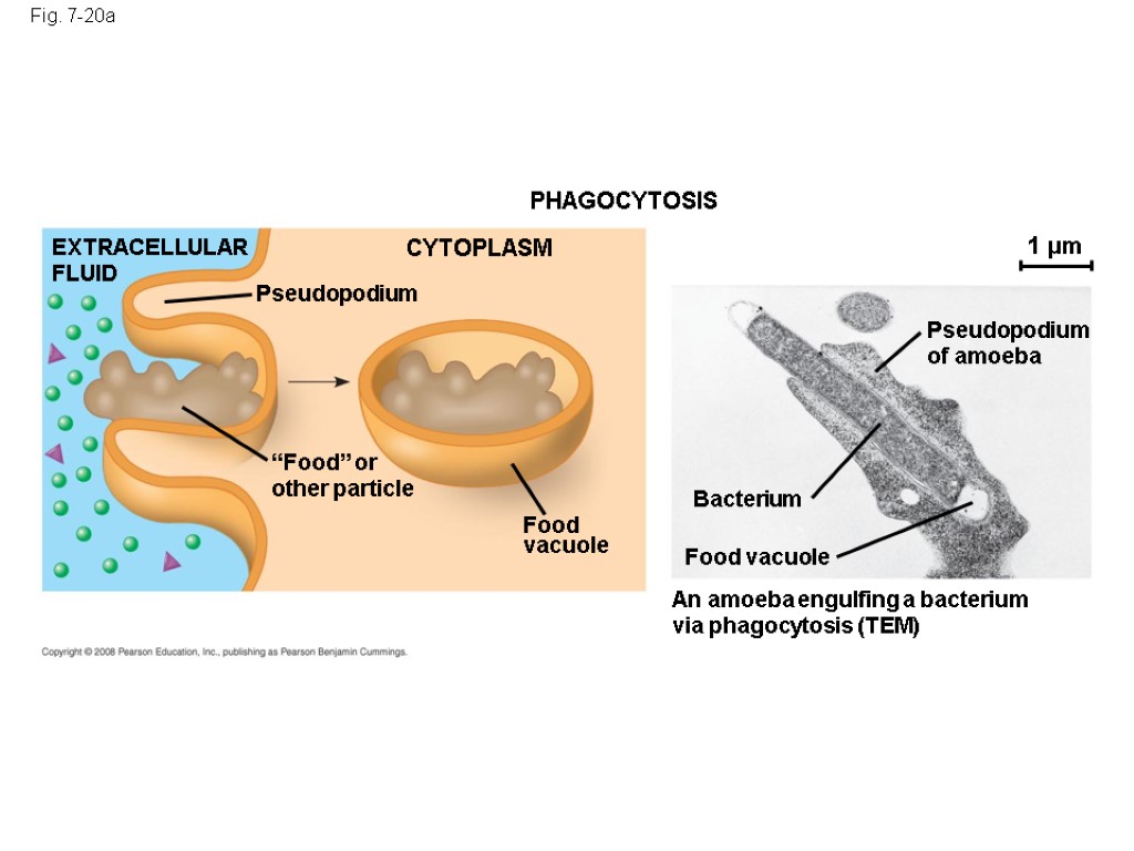 Fig. 7-20a PHAGOCYTOSIS CYTOPLASM EXTRACELLULAR FLUID Pseudopodium “Food” or other particle Food vacuole Food